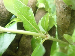 Coprosma macrocarpa minor