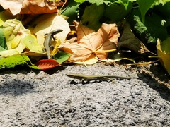 Podarcis muralis