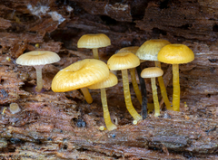 Chromosera