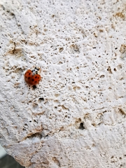 Harmonia axyridis