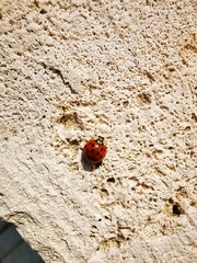 Harmonia axyridis