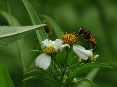 Mesembrius bengalensis