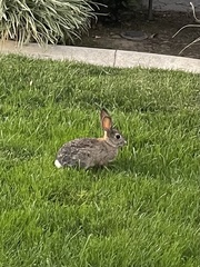 Sylvilagus audubonii