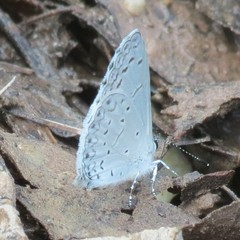 Celastrina echo cinerea