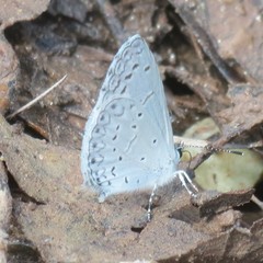 Celastrina echo cinerea
