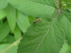 Campiglossa sororcula