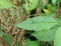 Chrysosoma globiferum