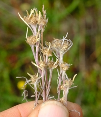 Ifloga anomala
