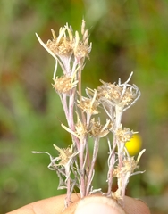 Ifloga anomala