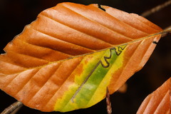 Stigmella hemargyrella