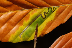 Stigmella hemargyrella