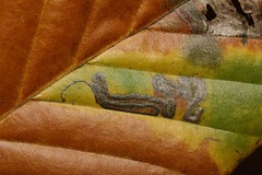 Stigmella hemargyrella