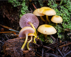 Chromosera