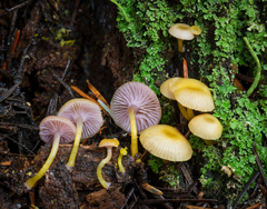 Chromosera