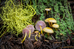 Chromosera