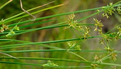 Cyperus longus