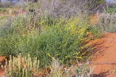 Crotalaria eremaea