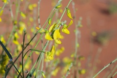 Crotalaria eremaea