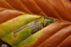 Stigmella hemargyrella