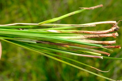 Cyperus longus