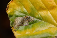 Stigmella hemargyrella