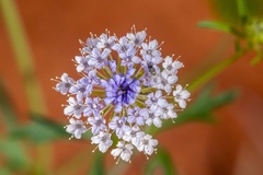 Trachymene glaucifolia