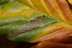 Stigmella hemargyrella