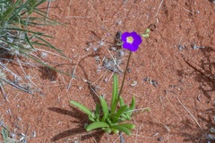 Calandrinia remota