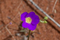 Calandrinia remota