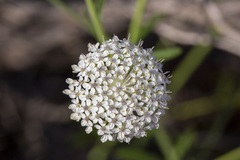 Trachymene glaucifolia