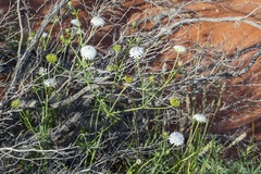 Trachymene glaucifolia