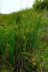 Cyperus longus