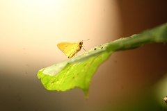 Cupitha purreea