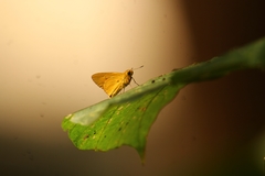 Cupitha purreea