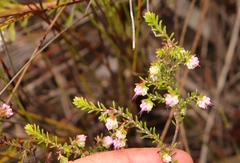 Erica amphigena