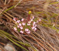Erica amphigena