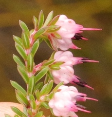 Erica amphigena
