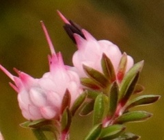 Erica amphigena