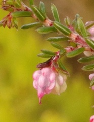 Erica amphigena
