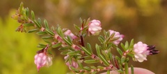 Erica amphigena
