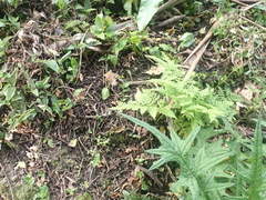 Haloragis erecta erecta