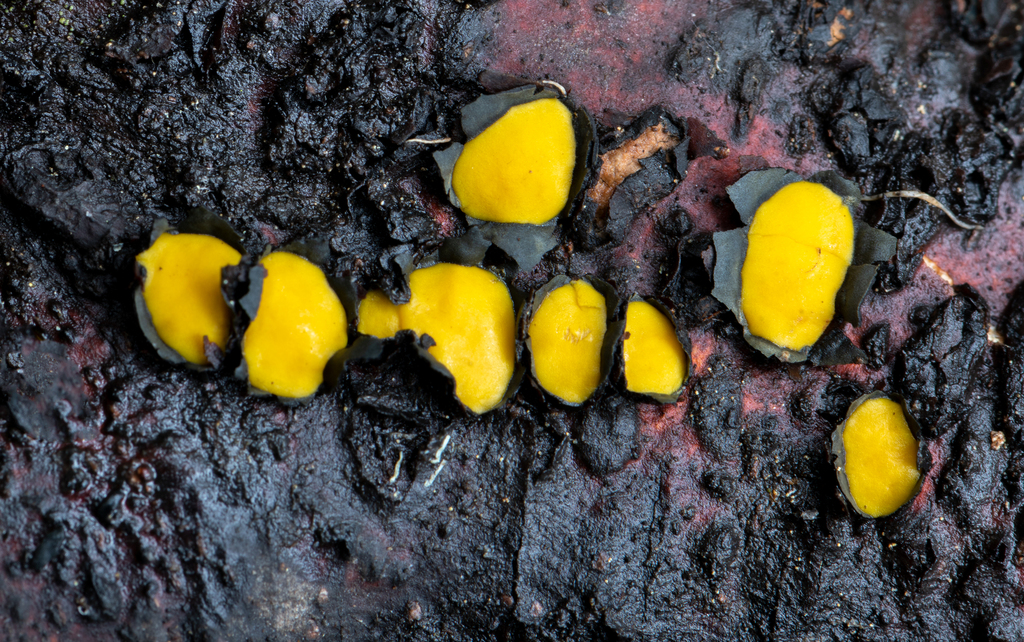 Coccomyces castanopsidis