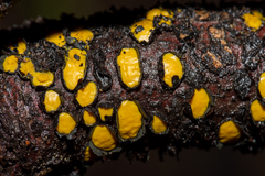 Coccomyces castanopsidis
