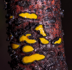 Coccomyces castanopsidis