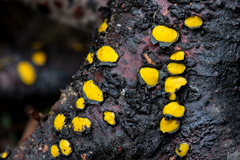 Coccomyces castanopsidis