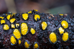 Coccomyces castanopsidis