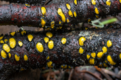 Coccomyces castanopsidis