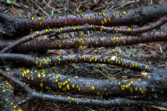 Coccomyces castanopsidis