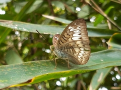 Tanaecia pelea
