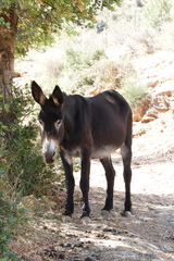 Equus asinus × caballus